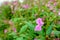 Pink budding and blossoming Himalayan Balsam from close