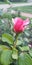 Pink budding rose at Loose Park