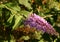 Pink Buddleja