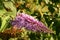 Pink Buddleja