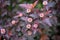 Pink buds of the dark hawthorn, hedge