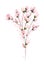 Pink buds flowers bouquet painting vector design