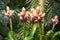 Pink buds guzmania flowers growing in a tropical greenhouse