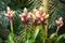 Pink buds guzmania flowers growing in a tropical greenhouse.