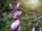 Pink Buds on a Magnolia liliiflora tree