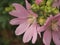 Pink buds of mallow flowers. Blossoming pink petals