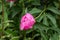 Pink buds of peony-shaped flowers blooming against a background of peonies Garden of closed peonies