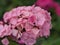 Pink buds of Turkish carnation flowers. Floriculture