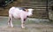 Pink buffalo in Tana Toraja