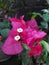 pink bugenvil flower