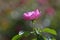 pink bulgarian roses in the garden