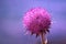 Pink Burdock flower head close up on the purplish background