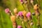 Pink Burdock flowers. Agrimony. Thistle macro photo.