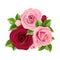 Pink and burgundy roses. Vector illustration.
