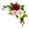 Pink, burgundy and white roses. Vector illustration.