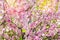 pink bush blossoms in spring with pink flowers. natural wallpaper. concept of spring. background for design