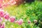 Pink bush blossoms in spring with pink flowers. natural wallpaper. concept of spring. background for design