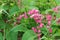 Pink Bush is a flowering plant of the family Polygonaceae,