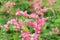 Pink Bush is a flowering plant of the family Polygonaceae,
