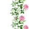 Pink bush roses floral botanical flowers. Watercolor background illustration set. Seamless background pattern.