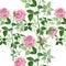 Pink bush roses floral botanical flowers. Watercolor background illustration set. Seamless background pattern.
