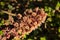 Pink butterbur flower in early spring