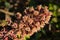 Pink butterbur flower in early spring