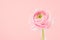 Pink buttercup flower on pastel backdrop, closeup, details, festive background for design for gift, holiday, Valentine`s day.