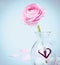 Pink buttercup in glas vase with heart on blue