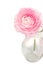 Pink buttercup in glass vase isolated