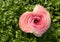 Pink buttercup or Ranunculus flower