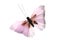 Pink Butterfly