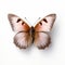 Pink Butterfly With Brown Wings On White - Graflex Speed Graphic Style