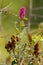 pink butterfly bush bloom in august with dried blooms nearby