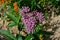 Pink Butterfly Flower is also known as swamp milkweed in the garden.