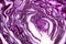 Pink cabbage abstract