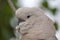 Pink cacatua bird close up