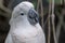 Pink cacatua bird close up