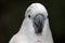 Pink cacatua bird close up