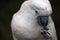 Pink cacatua bird close up