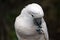 Pink cacatua bird close up