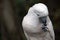 Pink cacatua bird close up