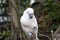 Pink cacatua bird close up