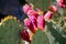 Pink cactus blossoms