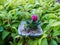 Pink Cactus in Cement Hand Pot