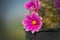 Pink cactus flower,Mammillaria