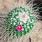 Pink cactus flower and white long spines on green cactus background