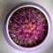 Pink cactus in purple flowerpot