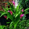 Pink Cala lilies.