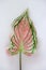 Pink Caladium Bicolor,Candinum,vent angel wings,araceae,caladium,elephant ear, colocasia esculenta, on pot on natural background